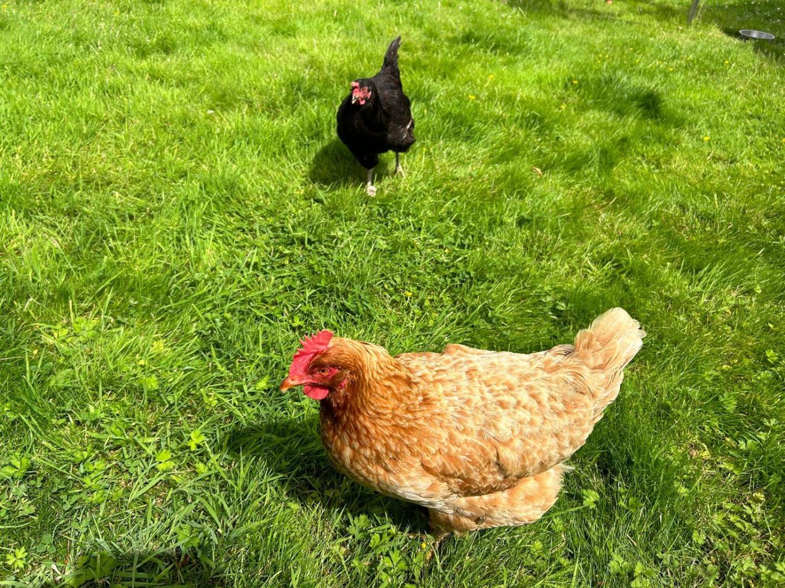 Villa The Hen House Haddington Esterno foto