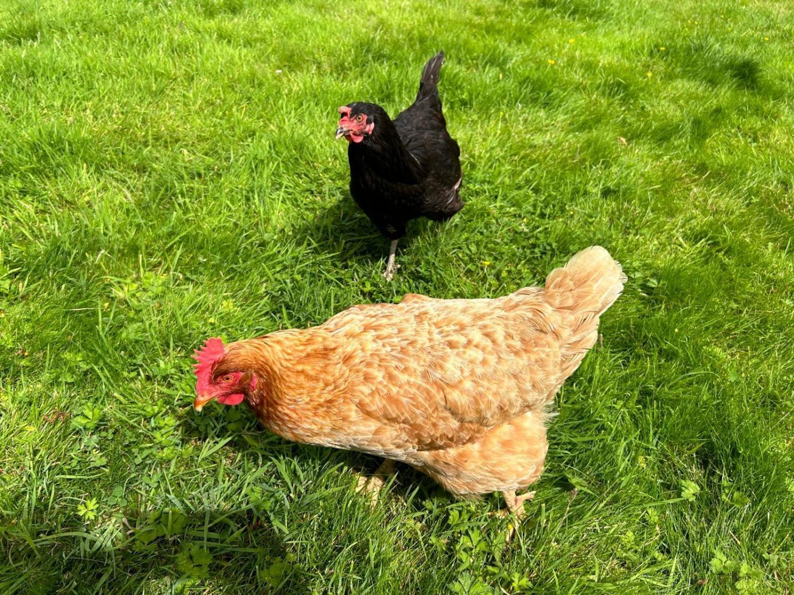 Villa The Hen House Haddington Esterno foto